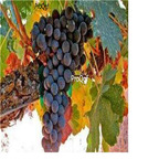 19usd Ngryise 3000Pcs A Set Tempranillo grape seed