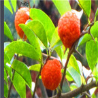 19usd ngryise 500pcs  Cudrania cochin chinensis  seed