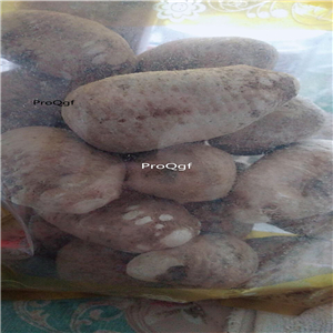 19usd ngryise 200gram  Cudrania cochin chinensis