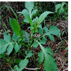 19usd ngryise 300pcs Dipsacus aspe seed