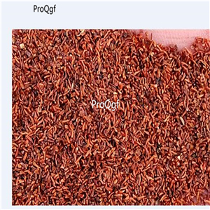 19usd ngryise 300pcs Dipsacus aspe seed