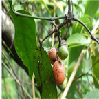 19usd ngryise 300gram Gnetum montanum seed