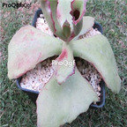19usd ngryise 100pcs Kalanchoe synsepala seed