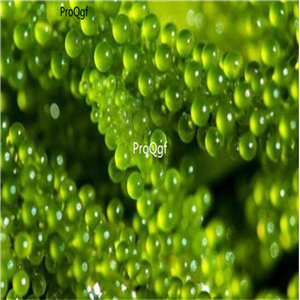 19usd ngryise 300pcs Coccoloba uvifera seed