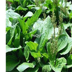 19.9usd Ngryise 6000Pcs A Set Plantago depressa seed