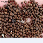 Ngryise 2000Pcs A Set Abelmoschus esculentus seed