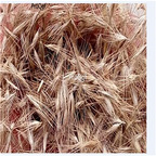 19.9usd Ngryise 5000Pcs A Set  Pennisetum orientale  seed