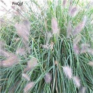 19.9usd Ngryise 5000Pcs A Set  Pennisetum orientale  seed