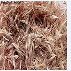 19.9usd Ngryise 5000Pcs A Set pennisetum villosum longistylum seed
