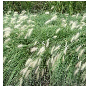 19.9usd Ngryise 5000Pcs A Set pennisetum villosum longistylum seed