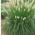 19.9usd ngryise 5000pcs Pennisetum alopecuroides Little Bunny seed