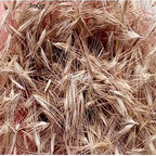 19.9usd Prodgf 5000Pcs A Set Pennisetum orientale purple seed