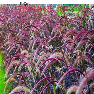 19.9usd Prodgf 5000Pcs A Set Pennisetum orientale purple seed