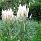 19.9usd Ngryise 5000Pcs A Set Cortaderia selloana Pumila seed