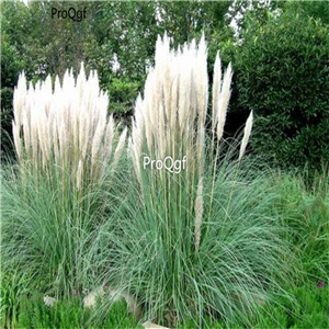 19.9usd Ngryise 5000Pcs A Set Cortaderia selloana Pumila seed
