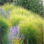 19.9usd Ngryise 5000Pcs A Set Miscanthus sinensis Morning Light seed