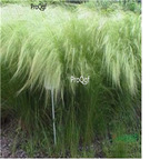 19.9usd Ngryise 5000Pcs A Set Stipa capillata seed