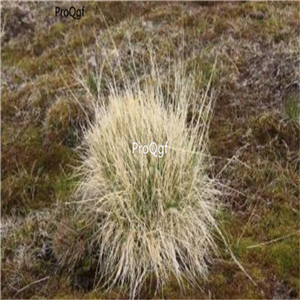 19.9usd ngryise 5000pcs Deschampsia cespitosa seed