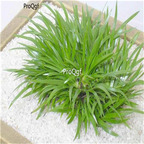 19.9usd Ngryise 5000Pcs A Set Acorus gramineus  seed