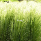 19.9usd ngryise 5000pcs Nassella tenuissima seed