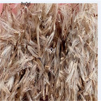 19.9usd ngryise 5000pcs  Miscanthus sinensis Variegatus seed