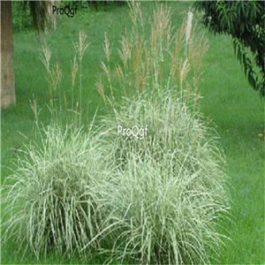 19.9usd ngryise 5000pcs  Miscanthus sinensis Variegatus seed