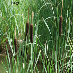19.9usd 5000pcs a set Typha latifolia seed