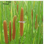19usd ngryise 5000pcs Typha minima Funck seed
