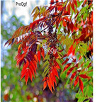19.9usd ngryise 5000pcs Toxicodendron vernicifluum seed