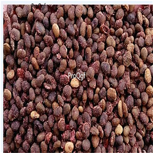 19.9usd ngryise 5000pcs Toxicodendron vernicifluum seed