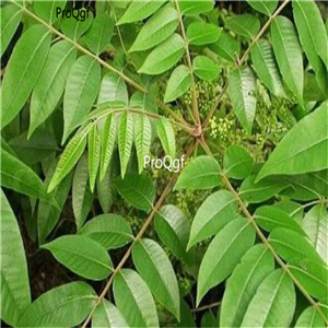 19.9usd Ngryise 5000Pcs A Set Toxicodendron succedaneum seed