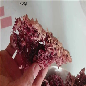 19.9usd Ngryise 50Gram A Set dry Rhodophyta