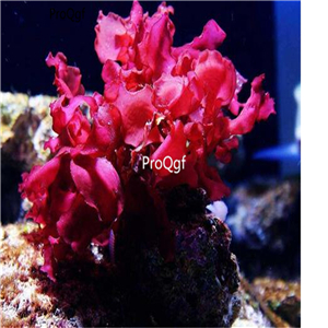 19.9usd Ngryise 500Pcs A Set  red Rhodophyta  seed