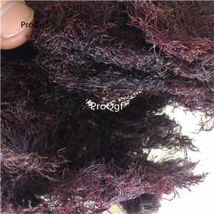 19.9usd ngryise 100gram  Gelidium amansii Lamouroux
