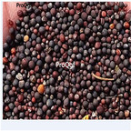 19.9usd Ngryise 8000Pcs A Set  Brassica napus seed
