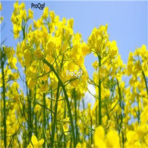 19.9usd Ngryise 8000Pcs A Set  Brassica napus seed