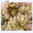 19.9usd Ngryise 100Pcs A Set Pteroceltis tatarinowii seed