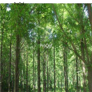 19.9usd Ngryise 100Pcs A Set Pteroceltis tatarinowii seed