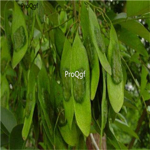19.9usd Ngryise 300Pcs A Set Dalbergia hupeana seed