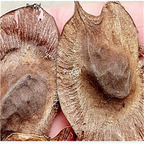 19.9usd Ngryise 50Pcs A Set Huodendron biaristatum seed