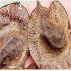 19.9usd Ngryise 50Pcs A Set Iron sandalwood seed
