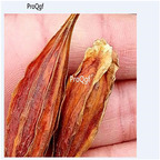 19.9usd Ngryise 50Pcs A Set  Gardenia jasminoides seed