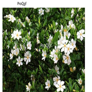 19.9usd Ngryise 50Pcs A Set  Gardenia jasminoides seed