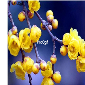 19.9usd Ngryise 100Pcs A Set Chimonanthus praecox seed