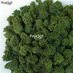 19.9usd ngryise 200gram Panax notoginseng dry flower