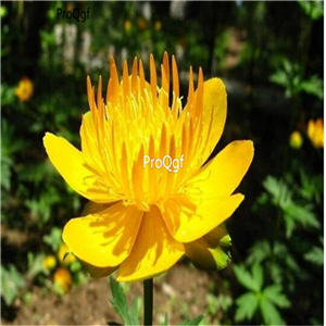19.9usd Ngryise 200Pcs A Set Trollius chinensis seed