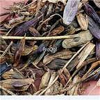 19.9usd Ngryise 500Pcs A Set Radix Isatis Indigotica seed