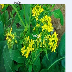 19.9usd Ngryise 500Pcs A Set Radix Isatis Indigotica seed