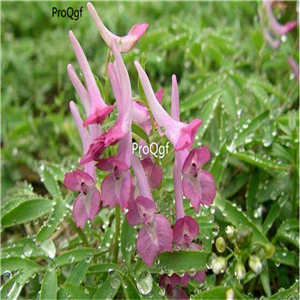 19.9usd Ngryise 500Pcs A Set Corydalis yanhusuo seed