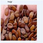 19.9usd Ngryise 500Pcs A Set Albizia julibrissin seed